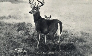 Dos saludos de ciervos desde Deer River Minn 1945 RPPC postal fotográfica real cocinero - Imagen 1 de 2