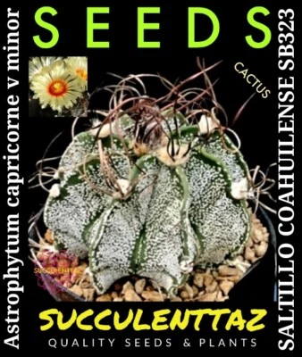 Astrophytum capricorne v minor coahuilense 10 x Seeds STAR CACTUS CACTI Tracking - Image 1 of 4
