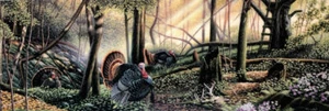 Trophy Country Turkey Print by Mike Flentje 14.5 x 5 - Picture 1 of 1