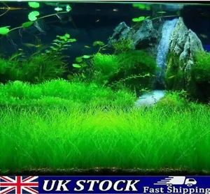 More details for aquarium grass seeds, eleocharis parvula aquatic water fish tank grass plant
