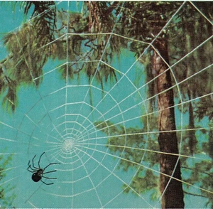Spider and Web in Tropic South - Postcard PC3104 - Picture 1 of 3
