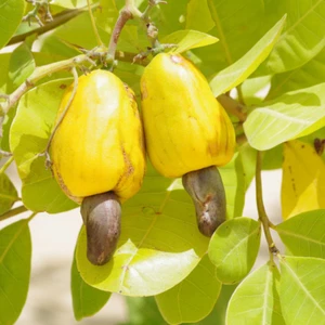 Manzana de anacardo BeauFlora (híbrido dorado, injerto) 1 planta de raíz desnuda - Imagen 1 de 1