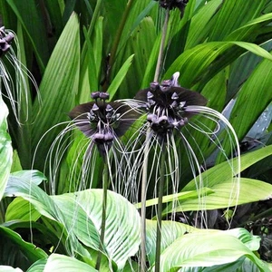 RFO Tacca Chantrieri (Bat Plant - Black) - Picture 1 of 3