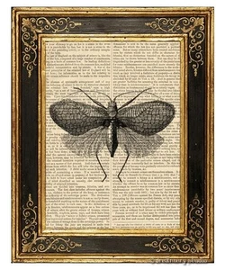 Falena #2 Stampa artistica su pagina libro vintage giardino insetti casa ufficio decorazione regali - Foto 1 di 3