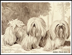 LHASA APSO TWO DOGS LOVELY VINTAGE STYLE ART PRINT POSTER - Foto 1 di 1