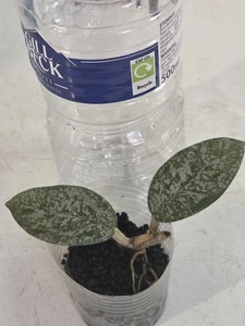 Hoya Wilbur Graves Variegated Houseplant Unbranded - Picture 1 of 3