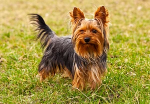 Yorkshire Terrier Photo Magnet 3"x5" - Picture 1 of 1