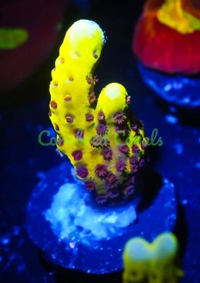 Cornbred's Incredible Hulk Digi - Frag - CORAL VIVO Foto 1 de 3