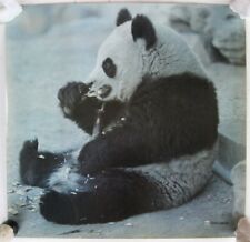 VINTAGE Poster GIANT PANDA Bear Feeding TIME LIFE Wildlife Photographer RARE !! 