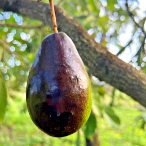 Avocado Brogdon Grafted Plant Fruit Tree Tall 20 inchs - Picture 1 of 15
