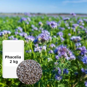 (8,99€/kg) Phacelia 2 kg Gründüngung Stilllegung Zwischenfrucht Bodenverbesse - Bild 1 von 6
