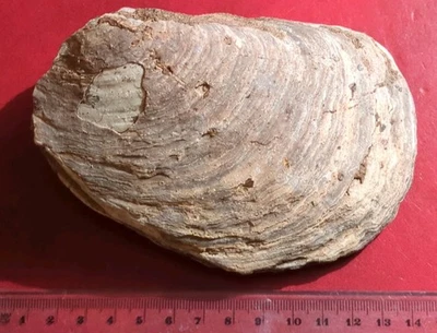 Fossil Bivalve, Large, Eocene, U K - Image 1 of 4
