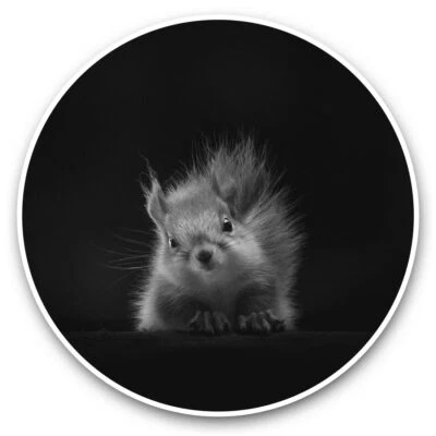 2 x Vinyl Stickers 20cm (bw) - Awesome Red Squirrel Nature  #35813 - Image 1 of 4