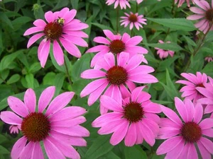 Echinacea Seeds - Purple Coneflower Echinacea purpurea - Perennial Flower Seeds - Picture 1 of 5