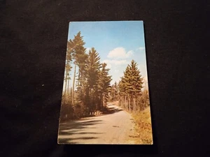 Tall Pines Eine Waldstraße zwischen den Kiefern - alte Postkarte 1955 Poststempel - Bild 1 von 2