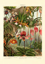 Orchideen I. historischer Druck Chromolithographie ca. 1906 Bildtafel Botanik