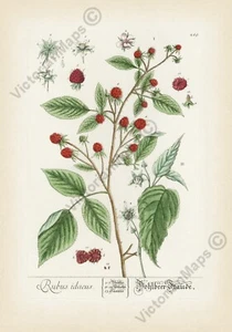 Raspberry Rubus idaeus botanical engraving Elizabeth Blackwell art print poster - Foto 1 di 20