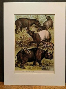 1880 Henry J Johnson Rhinoceros Tapir Plate XXXIV Ungulata Art Print Matted - Picture 1 of 6
