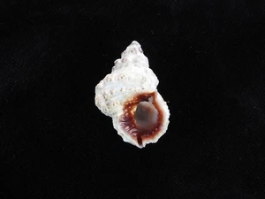 Muschel Bursa Rhodostoma 33,6mm ID#9182 - Bild 1 von 3