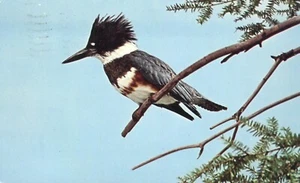 Belted Kingfisher Adult Female Bird 1967 Postcard - Picture 1 of 2