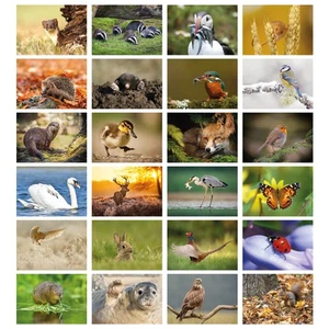Pack of 24 British Wildlife Greeting Cards - Eco-Friendly & Blank - Picture 1 of 7