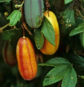 Passiflora tripartita var. azuayensis, Mango passionfruit, Very Rare - 10 Semi - Imagen 1 de 8