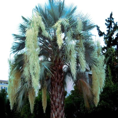 20 Mexican Blue Hesper Fan Palm Tree Seeds Grey Goddess Tropical Cold Hardy! - Image 1 of 4