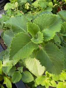 PLECTRANTHUS AMBOINICUS (CUBAN/TROPICAL OREGANO/SPANISH THYME, +3 FREE CUTTINGS - Picture 1 of 9