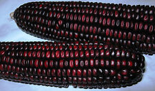 50+ Purple Corn seeds Native Costarrican Unique Pujagua variety!