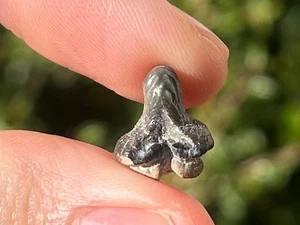 Ptychodus whipplei Fossil Sharks Tooth Texas Crusher Shark NICE - Picture 1 of 9