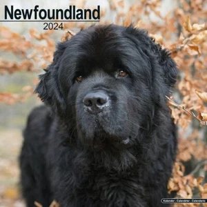 Calendrier 2024 - TERRE NEUVE - Picture 1 of 2