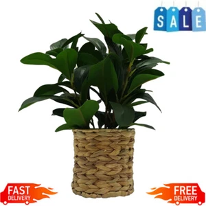 13" Artificial Peperomia Plant in Natural Wicker Basket Dorm Home Birthdays Gift - Picture 1 of 5