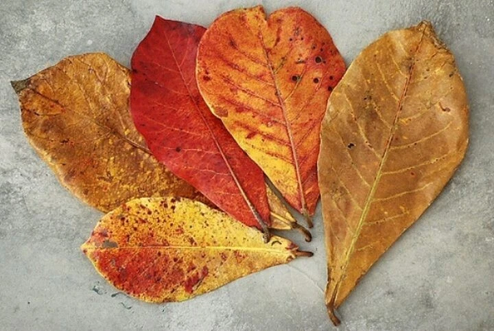 DRIED INDIAN ALMOND LEAVES - Image 1 of 1