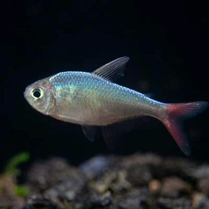 Red and Blue Colombian Tetra (Hyphessobrycon columbianus) - Tank Bred! - Picture 1 of 3