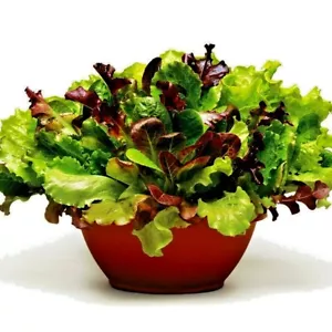 601+GOURMET SALAD MIX Seeds Leaf Lettuce Blend Organic Garden Containers Easy - Picture 1 of 12