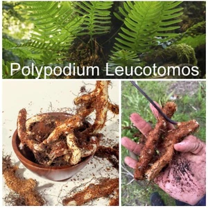 100g WILD KALAWALLA POLYPODIUM LEUCOTOMOS Calaguala Fern Fresh Skin Immunen Herb - Picture 1 of 8