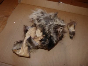 REAL piel de mapache curtida REAL RESTOS ATAR MOSCAS artesanía nativa más pequeña suministro pesca - Imagen 1 de 4