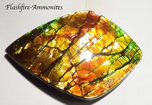 340 Carat.!! I Sammler Ammolite /Drachenschuppe Rot Grün-Golden-Orange + VIDEO - Bild 1 von 7