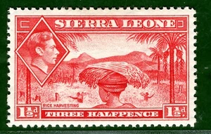 Sierra Leone 1936 1.5d scarlet fine fresh LMM SG.190 cat £20 scarce value BLUE79 - Picture 1 of 6