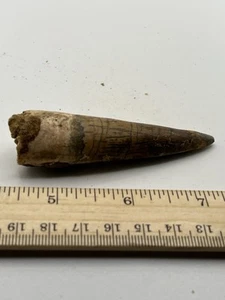 Spinosaurus 3” TOOTH  Teeth Dinosaur Fossil before T Rex Cretaceous SC 157 - Picture 1 of 5