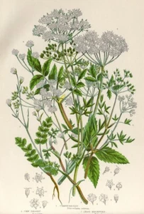 1899 Stampa Antica = PREZZEMOLO (89) Piante Fiori CROMOLITOGRAFIA by Pratt - Imagen 1 de 1