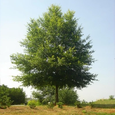 Live Willow Oak Tree Quercus Phellos Well Rooted Plant 1-2 yo 6"+ Tall Native - Image 1 of 4