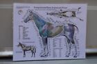Transpositional Horse Acupuncture Points 8.5 x 11' Laminated Chart