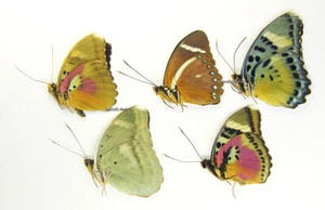 Unmounted Butterfly/Nymphalidae - Euphaedra MIX 6, Cameroon - Imagen 1 de 1