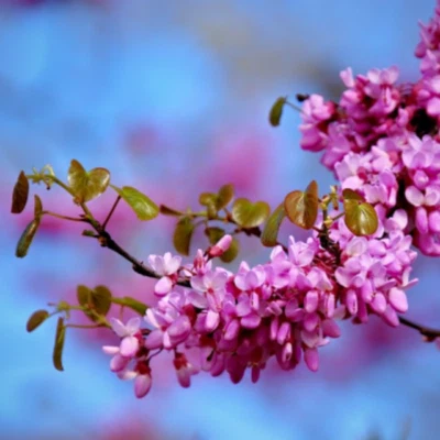 Cercis canadensis (Eastern Red Bud Tree) 10 Seeds RARE Outdoor Garden Bonsai UK - Image 1 of 4