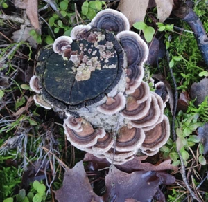 Vital Pilze Coriolus, Schmetterlingstramete 10g - Bild 1 von 2