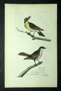 Le Tyran quiquivi et Moqueur polyglotte gravure originale Oiseaux de Martinet - Picture 1 of 4