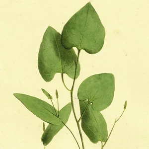 1828 seltenes Nees Esenbeck großes handkoloriertes botanisches Folio, PIPER LONGUM (Pfeffer) - Bild 1 von 7