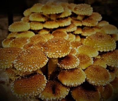 Mushroom liquid culture syringe - Immagine 1 di 4