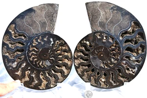 Large Ammonite Split PAIR Deep Crystals XXLARGE 7.6" 185mm 2952uu - Picture 1 of 9